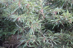 Homonoia riparia